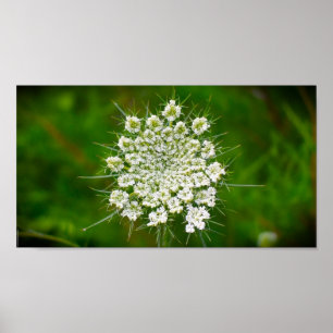 Poster Lace da Rainha Anne,