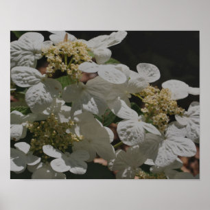 Poster Lacecap Branco Hidrópsia Flores