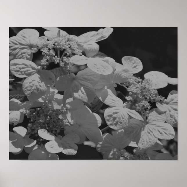 Poster Lacecap Hidrangea Flor Preto E Branco (Frente)