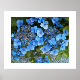 Poster Lacecap Hydrangea Floral Fotografia