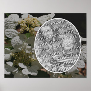 Poster Lacecap Hydrangea Flower Crie a sua própria foto