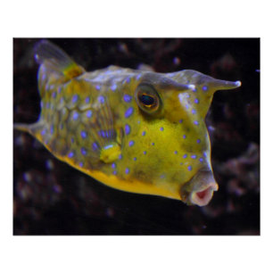 Póster Lactoria cornuta