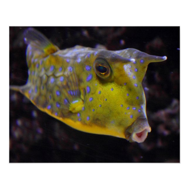 Póster Lactoria cornuta (Frente)