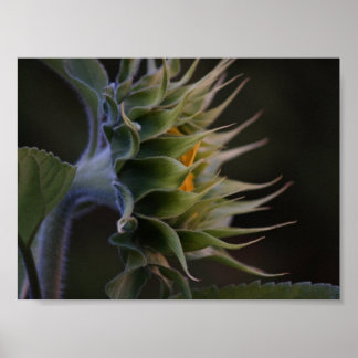 Póster Lado De Girassol