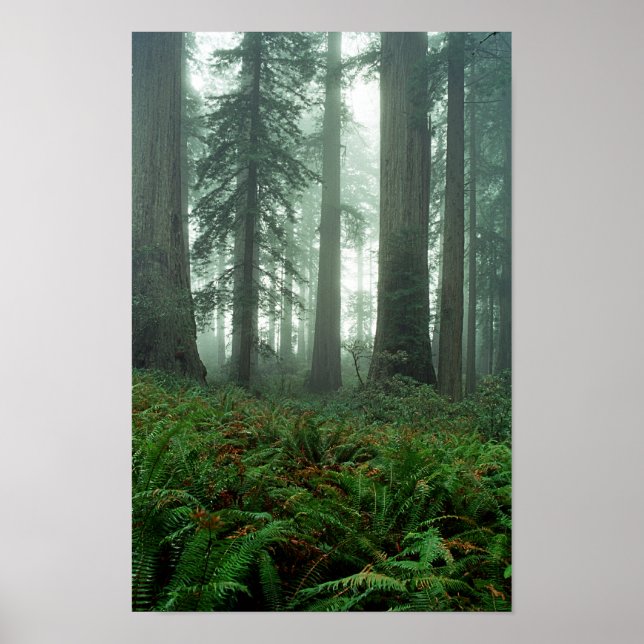 Poster Lady Bird Johnson Grove (Frente)