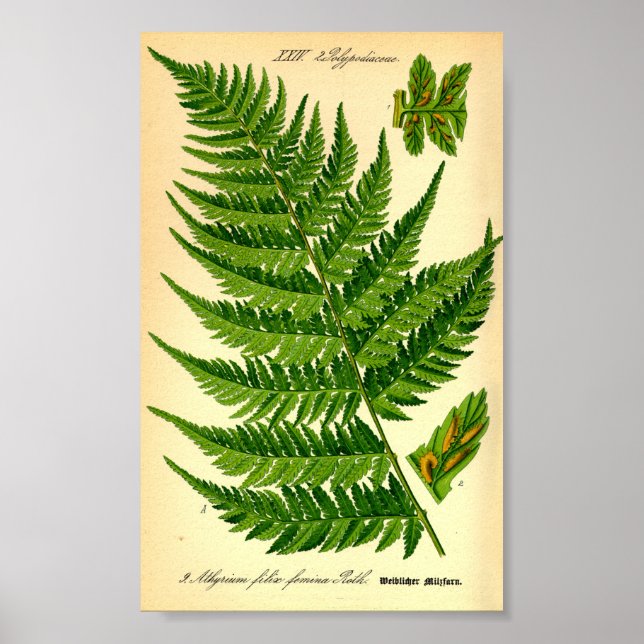 Poster Lady Fern (Athyrium filix-femina) (Frente)