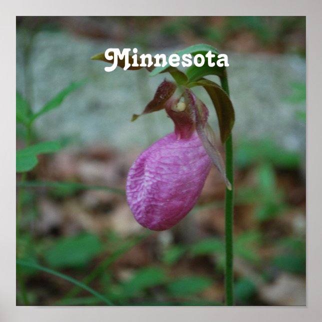 Póster Lady Slipper (Frente)