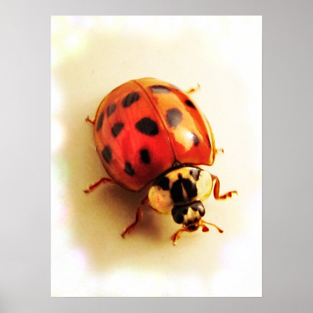 Poster Ladybug (Frente)