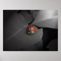 Ladybug