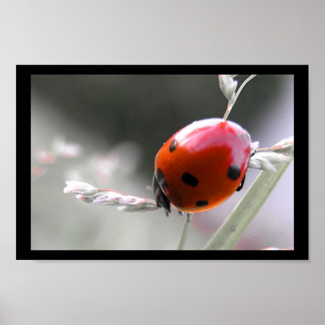 Poster Ladybug (Frente)
