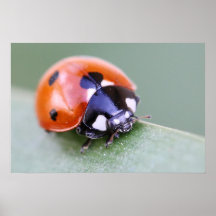Ladybug