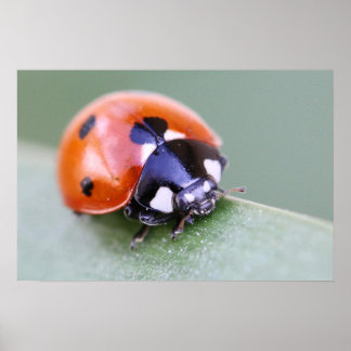 Póster Ladybug