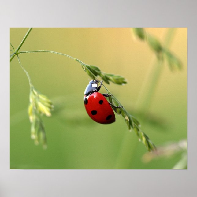 Póster Ladybug (Frente)