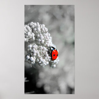 Poster Ladybug - B&W