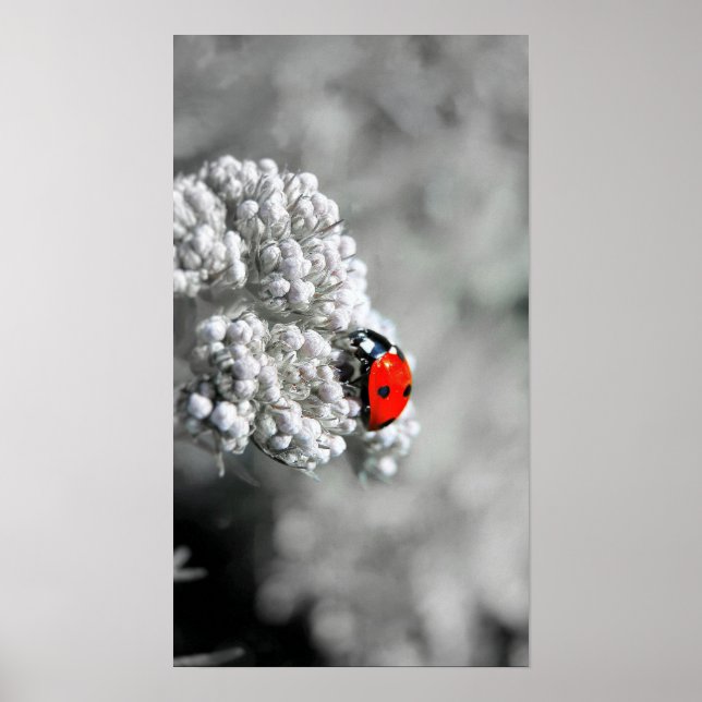 Poster Ladybug - B&W (Frente)