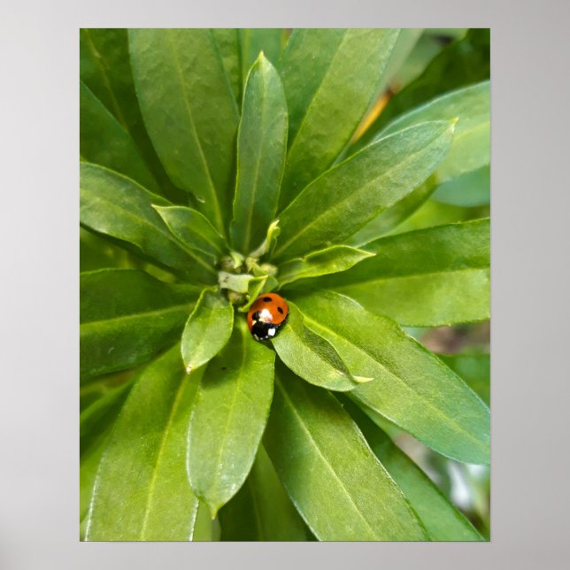 Poster Ladybug em Flores (Frente)