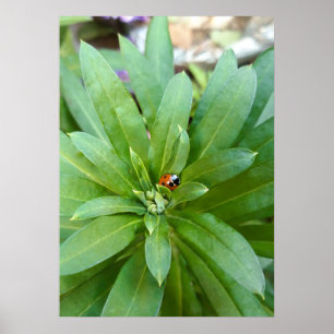 Poster Ladybug em Flores