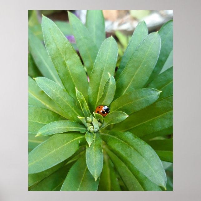 Poster Ladybug em Flores (Frente)