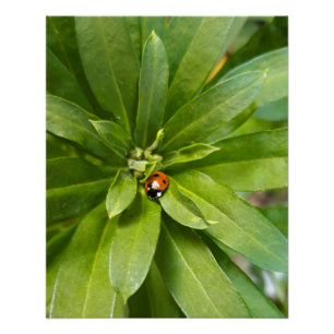 Póster Ladybug em Flores