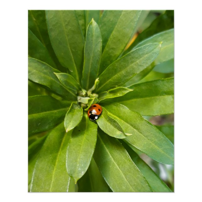 Póster Ladybug em Flores (Frente)