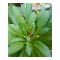 Ladybug em Flores