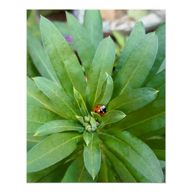 Póster Ladybug em Flores (Frente)