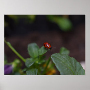 Poster Ladybug em Flores