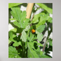 Ladybug em Flores