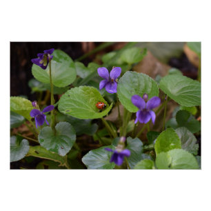Póster Ladybug em Flores de Violeta Doce