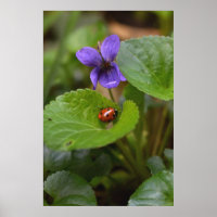 Ladybug em Flores de Violeta Doce