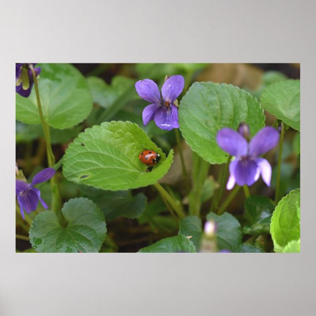 Poster Ladybug em Flores de Violeta Doce (Frente)