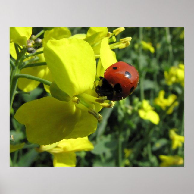 Poster Ladybug em uma Flor Amarela (Frente)