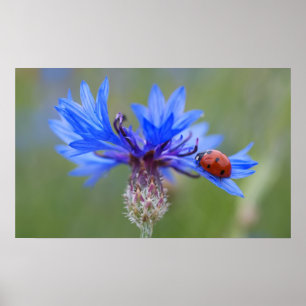 Poster Ladybug em uma flor de milho azul