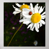 Ladybug em uma margarida