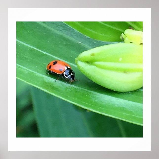 Póster Ladybug Foto (Frente)