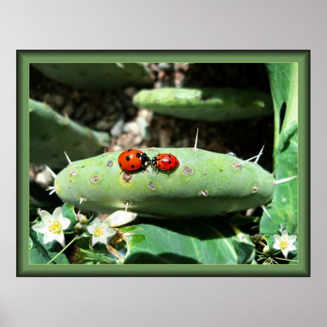 Poster Ladybug Love (Frente)