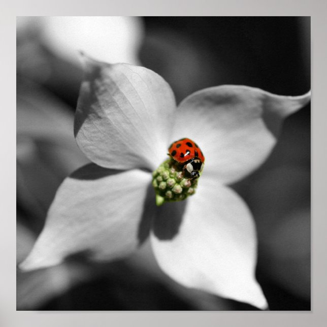 Póster Ladybug Na Cor Parcial Da Flor De Dogwood (Frente)