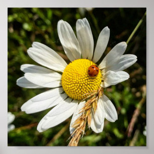 Poster Ladybug na Daisy