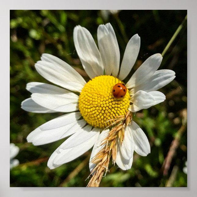 Poster Ladybug na Daisy (Frente)