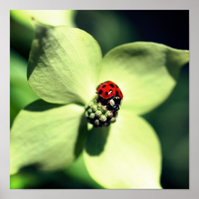 Poster Ladybug Na Flor Branca De Dogwood Fechar (Frente)