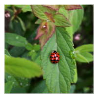 ladybug na folha