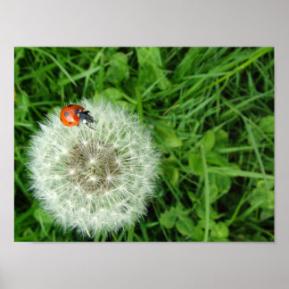 Poster Ladybug no dandelion