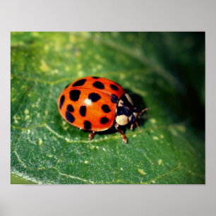 Poster Ladybug No Folha Fechar