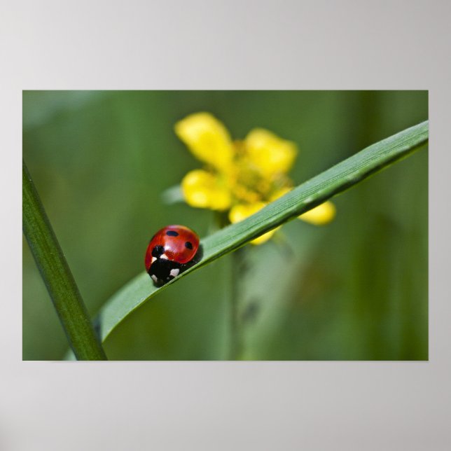 Póster Ladybug no Grass fecha (Frente)
