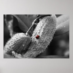 Póster Ladybug no Milkweed