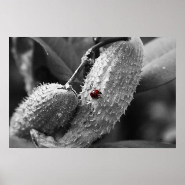 Póster Ladybug no Milkweed (Frente)