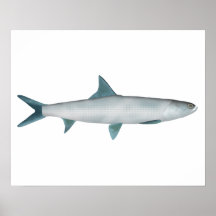 Ladyfish do Havaí
