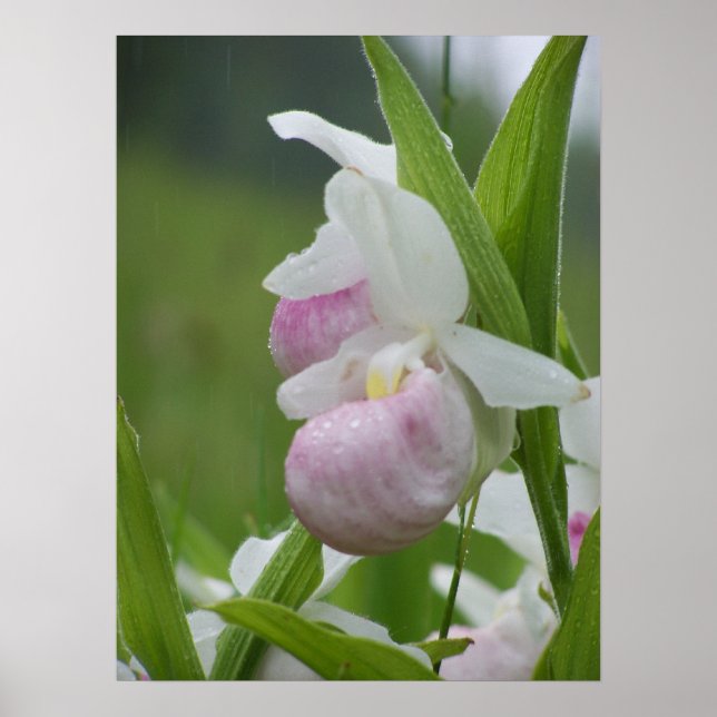 Póster Ladyslipper na Chuva (Frente)