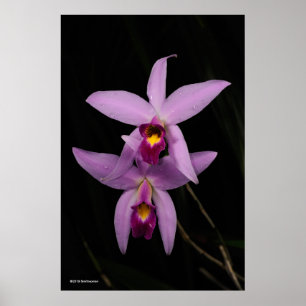 Poster Laelia Anceps