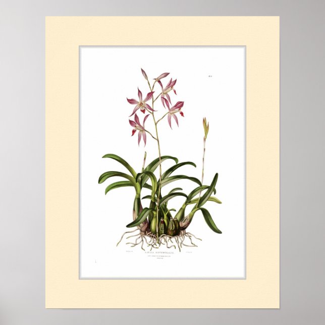 Poster Laelia autumnalis, fronteira personalizada (Frente)